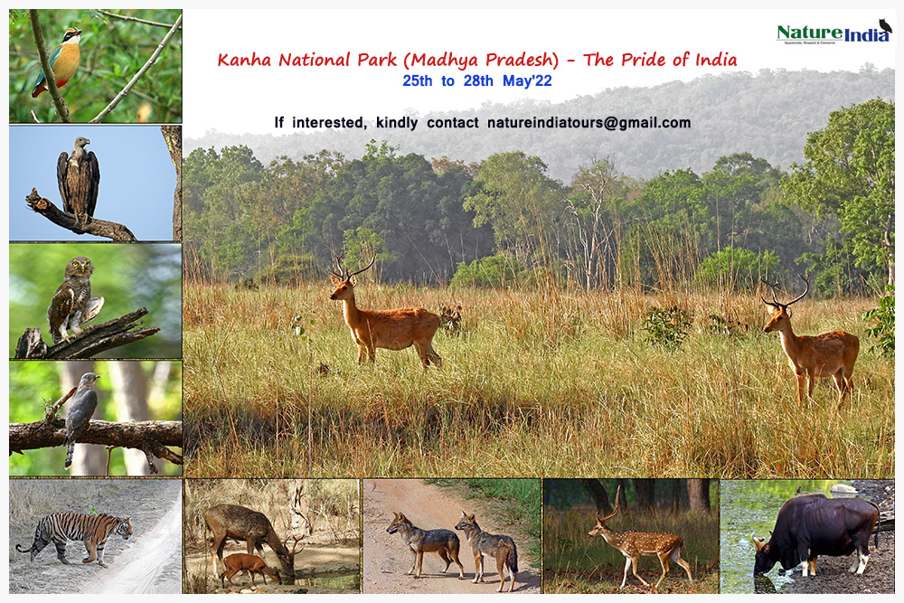 KANHA NATIONAL PARK – Pride of India – 25th to 28th May, 2022 – Nature India